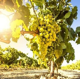 CASELLA SNARES HOWCROFT VINEYARD FOR $9M CASELLA SNARES HOWCROFT VINEYARD FOR $9M